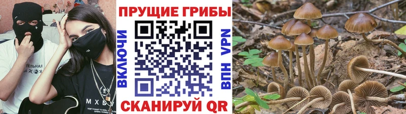 Псилоцибиновые грибы прущие грибы  закладки  Сенгилей 